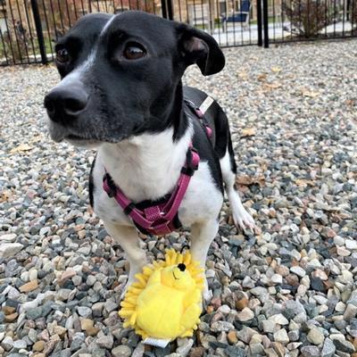 Show full view: Smart Pet Love Snuggle Puppy Tender-Tuffs Yellow Hedgehog Squeaky Dog Toy, Small slide 6 of 9