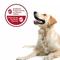 Show in main carousel: SmartBones Churro-Style Sticks Chicken Flavor Dog Treats, 14 count slide 8 of 10