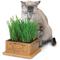 Show in main carousel: SmartCat Kitty's Garden + Kitty's Garden Seed Refill Kit slide 2 of 7