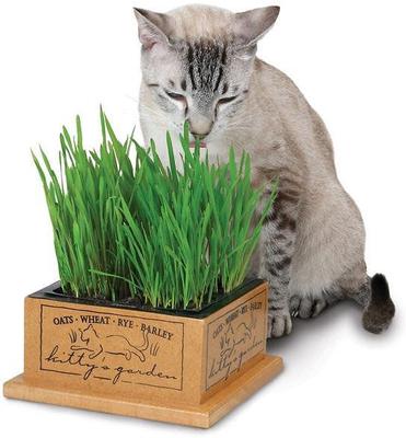 Show full view: SmartCat Kitty's Garden + Kitty's Garden Seed Refill Kit slide 2 of 7