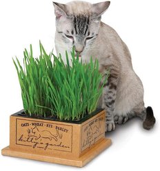 SmartCat Kitty's Garden