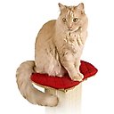 SmartCat The Ultimate Cat Scratching Post Perch Pad, Red