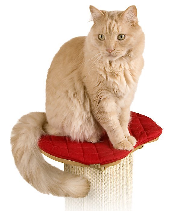 The Ultimate Cat Scratching Post Perch Pad