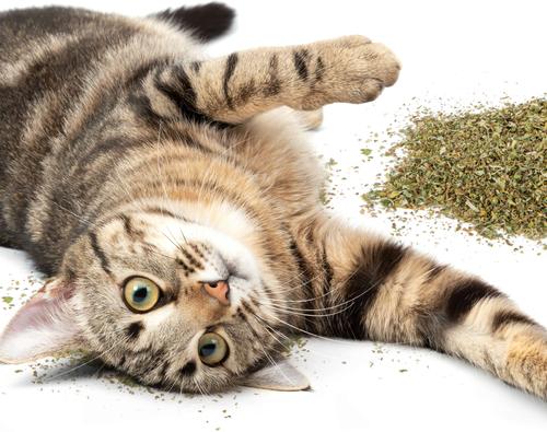 Show full view: SmartyKat USDA Certified Organic Catnip Cat Attractant, 2-oz jar slide 4 of 10