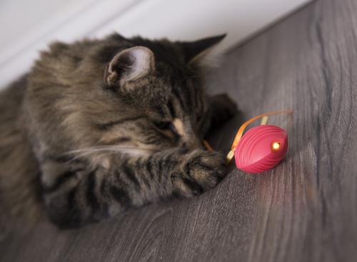 Show full view: SmartyKat Crazy Cruiser Rumble Bug Electronic Cat Toy slide 2 of 8