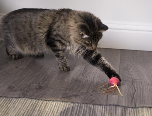 Show full view: SmartyKat Crazy Cruiser Rumble Bug Electronic Cat Toy slide 3 of 8