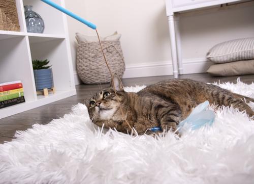 Show full view: SmartyKat Frisky Flyer Feather Wand Cat Toy, 24-in slide 8 of 12