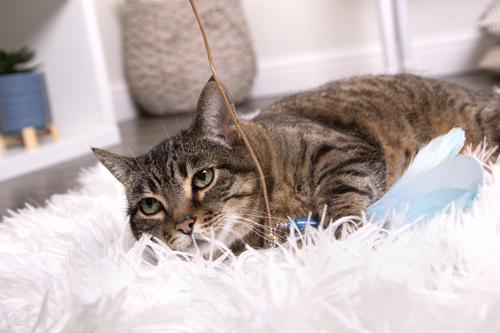 Show full view: SmartyKat Frisky Flyer Feather Wand Cat Toy, 24-in slide 9 of 12