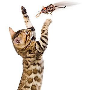 SmartyKat Instincts Safari Sneakers HappyNip Silvervine & Catnip Plush Cat Toys & Launcher Cat Toy, 3-pack & 1 count