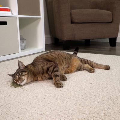 Show full view: SmartyKat Silvervine Cat Attractant Catnip, 0.5-oz pouch slide 7 of 9