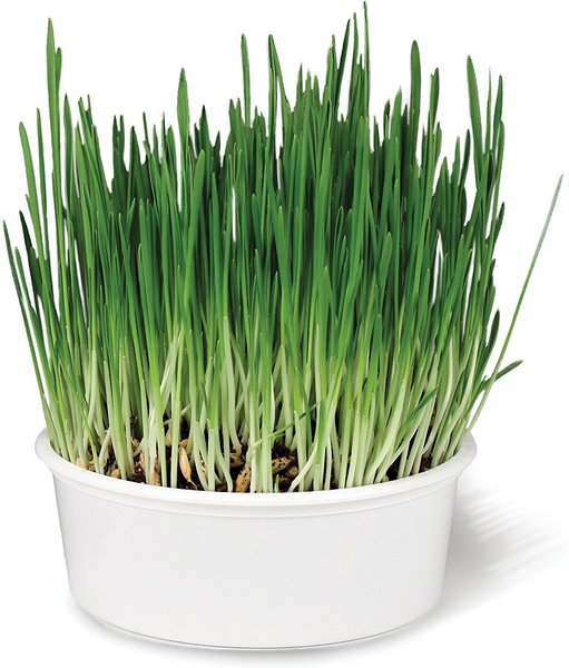 thumbnail image 2 of Lot Of 5 SmartyKat Sweet Greens Cat Grass Growing Kits - 1 Oz Each (New) 2 of 5