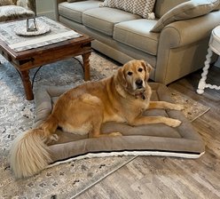 Snoozer Pet Products All Day with Cloud 9 Ivory Reversible Premium Microsuede Dog & Cat Bed, Marmot Taupe, X-Large