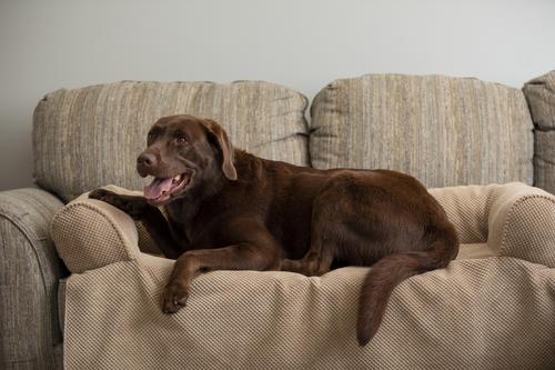 Show full view: Snoozer Pet Products Couch Companion Bolstered Sofa Dog & Cat Throw Bed with Removable Cover, Marmot Sand, One Size slide 3 of 6