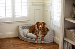 Snoozer Pet Products Premium Corner Bolster Dog Bed with Removable Cover, Palmer Indigo, Small