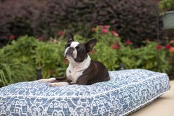 Snoozer Pet Products Rectangle Indoor Outdoor Bed, Blue White, X-Large