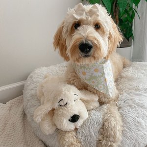 Snuggle Puppy Original Snuggle Puppy Plush Dog Behavioral Aid Anxiety Relief, Golden