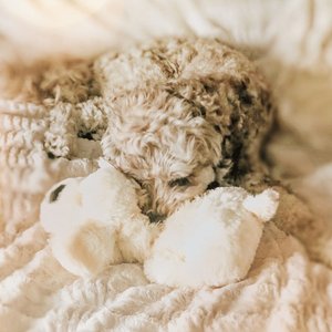 Snuggle Puppy Original Snuggle Puppy Plush Dog Behavioral Aid Anxiety Relief, Golden