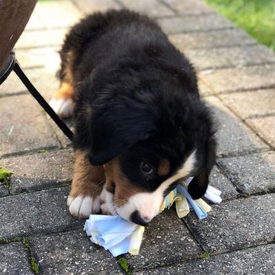 Show full view: Snuggle Puppy Rings with Rope Puppy Chew Toy, Small, Blue slide 6 of 7