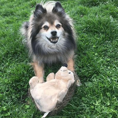 Show full view: Snuggle Puppy Tender Tuff Hedgehog Squeaky Plush Dog Toy, Large slide 6 of 8