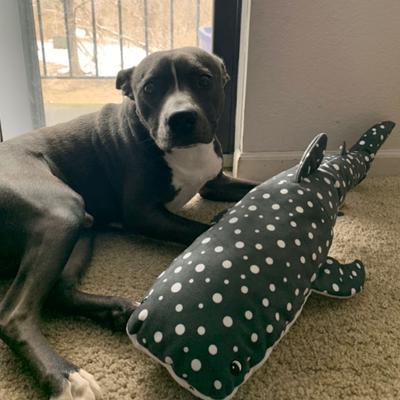 Show full view: Snuggle Puppy Tender-Tuffs Big Shots Bubba Whale Shark Squeaky Dog Plush Toy, Grey, Large slide 5 of 6