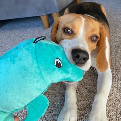 Show full view: Snuggle Puppy Tender-Tuffs Big Shots Manatee Squeaky Dog Plush Toy, Green, Large slide 5 of 8