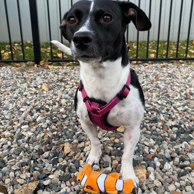 Show full view: Snuggle Puppy Tender-Tuffs Clownfish Tough Dog Toy, Small, Orange slide 6 of 10