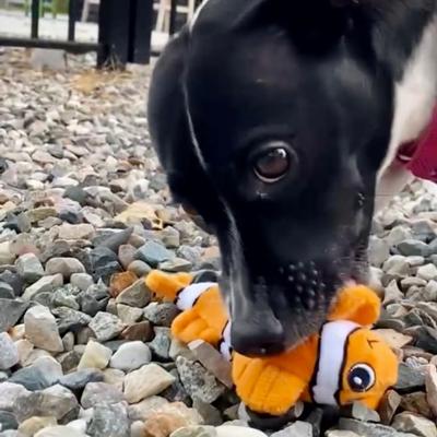 Show full view: Snuggle Puppy Tender-Tuffs Clownfish Tough Dog Toy, Small, Orange slide 7 of 10