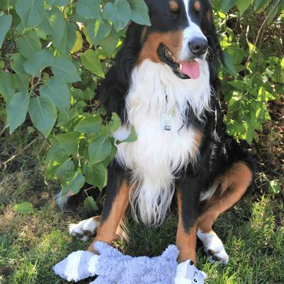 Show full view: Snuggle Puppy Tender-Tuffs Fox Tough Squeaky Dog Bottle Fill Toy slide 6 of 8