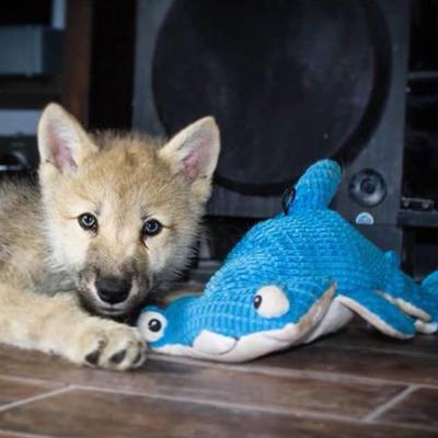 Show full view: Snuggle Puppy Tender-Tuffs Hammerhead Shark Tough Squeaky Dog Toy, Large, Blue slide 7 of 9