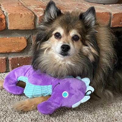Show full view: Snuggle Puppy Tender Tuffs Seahorse Tough Squeaky Plush Dog Toy, Purple, Medium slide 5 of 6