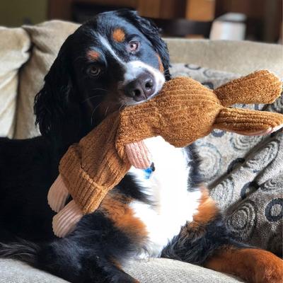 Show full view: Snuggle Puppy Tender-Tuffs Whisper Rabbit Tough Dog Bottle Fill Toy slide 7 of 9