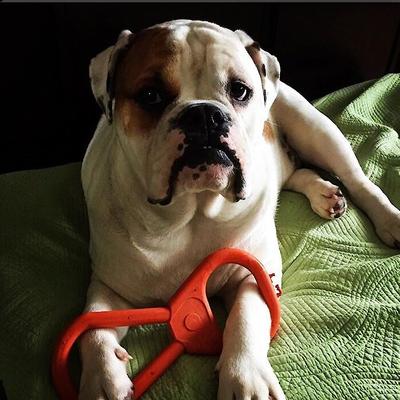 Show full view: SodaPup Can Opener Tug Dog Chew Toy slide 5 of 8