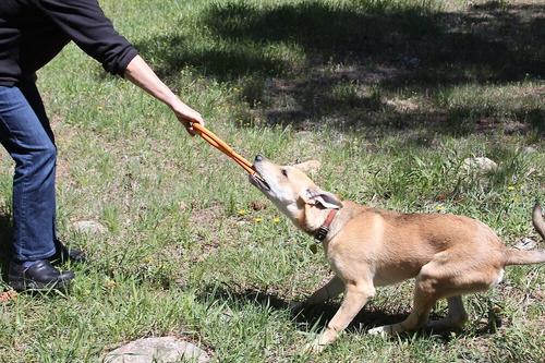 Show full view: SodaPup Can Opener Tug Dog Chew Toy slide 6 of 8