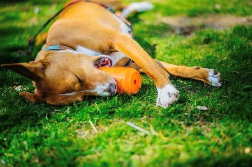 Show full view: SodaPup Can Treat Dispenser Dog Toy, Orange, X-Large slide 6 of 10