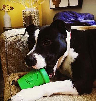 Show full view: SodaPup Coffee Cup Rubber Treat Dispenser Dog Toy, Green, Medium slide 8 of 9