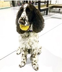 SodaPup Gear Ball Durable Rubber Chew & Retrieving Dog Toy slide 2 of 8