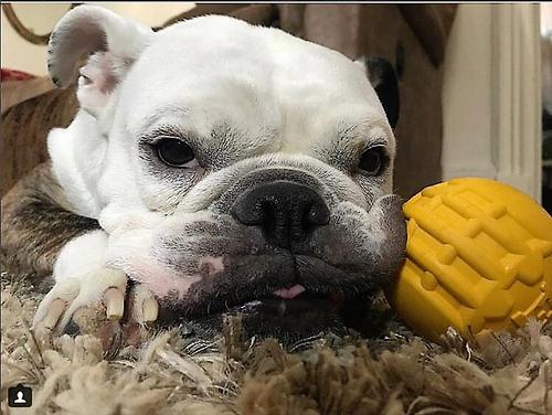 Show full view: SodaPup Gear Ball Durable Rubber Chew & Retrieving Dog Toy slide 8 of 8