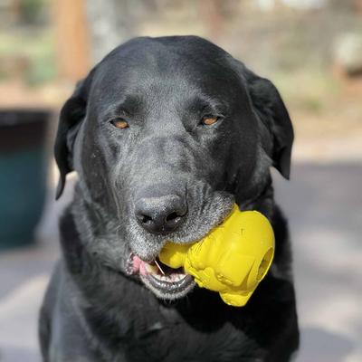 Show full view: SodaPup Honey Bear Rubber Treat Dispenser Dog Toy, Large slide 2 of 9