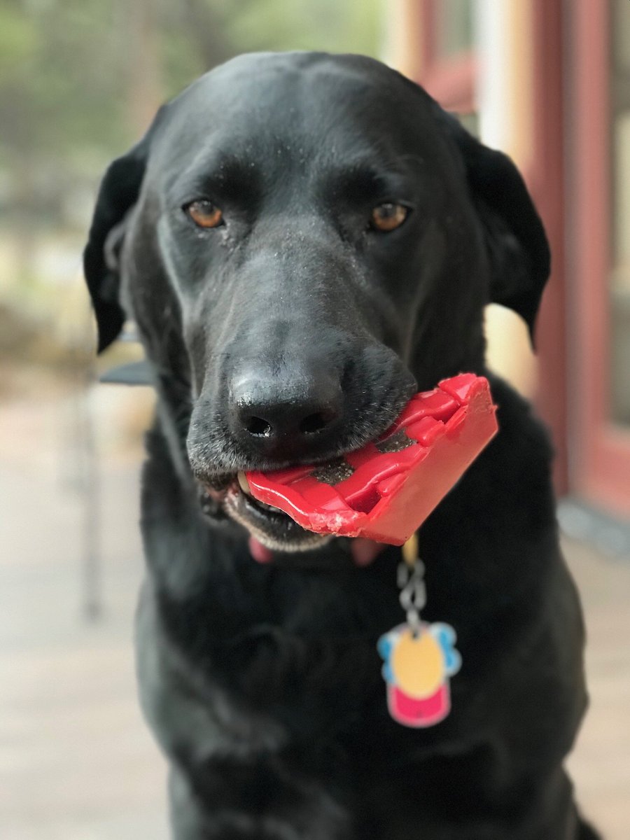 SodaPup Nylon Turkey Chew Dog Toy
