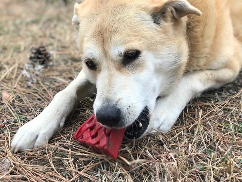 Show full view: SodaPup Nylon Cherry Pie Chew & Enrichment Dog Toy slide 5 of 10
