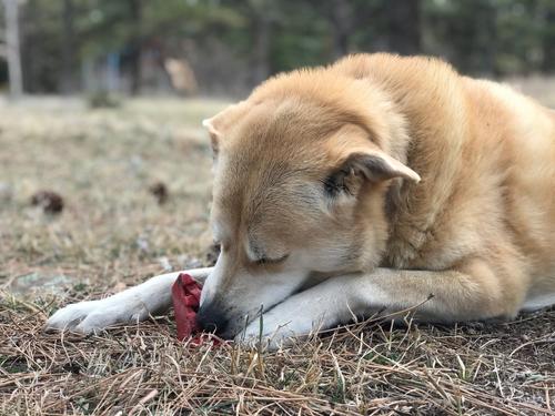 Show full view: SodaPup Nylon Cherry Pie Chew & Enrichment Dog Toy slide 8 of 10