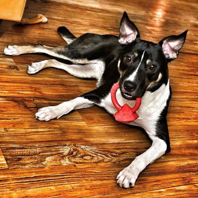 Show full view: SodaPup Nylon Diamond Teething Ring Chew Dog Toy slide 3 of 9