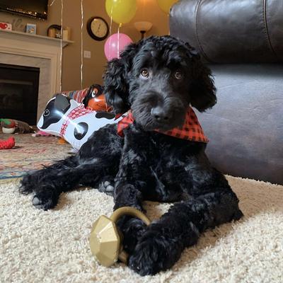 Show full view: SodaPup Nylon Diamond Teething Ring Chew Dog Toy slide 5 of 9