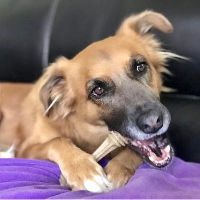 Show full view: SodaPup Nylon Honey Bone Chew Dog Toy, Large slide 8 of 10