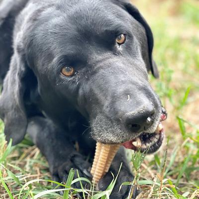 Show full view: SodaPup Nylon Honey Bone Dental Tower Chew Dog Toy slide 5 of 9