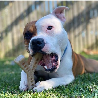 Show full view: SodaPup Nylon Mod Wishbone Chew & Enrichment Dog Toy slide 6 of 9