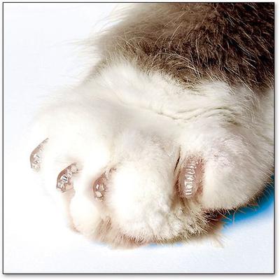 Show full view: Soft Claws Cat Nail Caps, 40 count, Medium, Clear slide 5 of 8