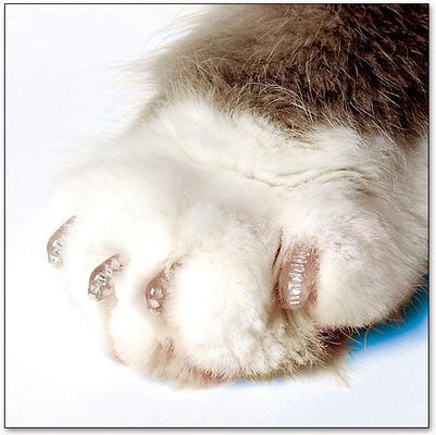 Show full view: Soft Claws Nail Caps for Kittens, 40 Count, Kitten, Clear slide 7 of 10