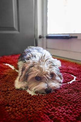 Show full view: Soggy Doggy Microfiber Doormat, Large, Cranberry slide 4 of 6