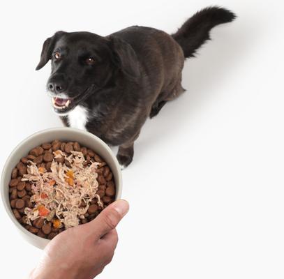 Show full view: Solid Gold Digestive Support Chicken, Beef & Pumpkin Wet Dog Food, 3.5-oz cup, case of 6 slide 3 of 9